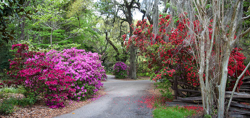 Entry way to Magnolia Plantation.  