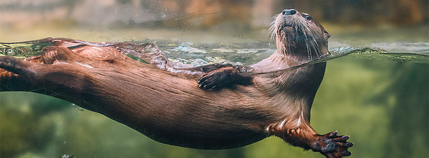 Come visit the River Otter at the South Carolina Aquarium. Image courtesy of the South Carolina Aquarium. All rights reserved.