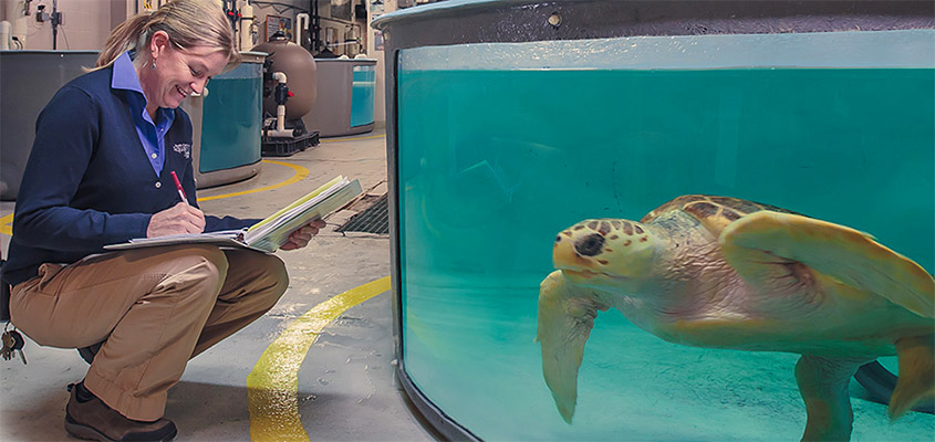Sea Turtles at the South Carolina Aquarium