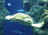 The turtle rules the ocean tank at the South Carolina Aquarium.