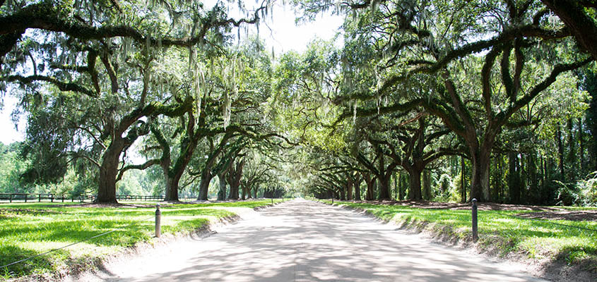 Avenue of Oaks at Boone Hall Plantation. © 2017 Audra L. Gibson. Image may not be used without permission. All Rights Reserved.