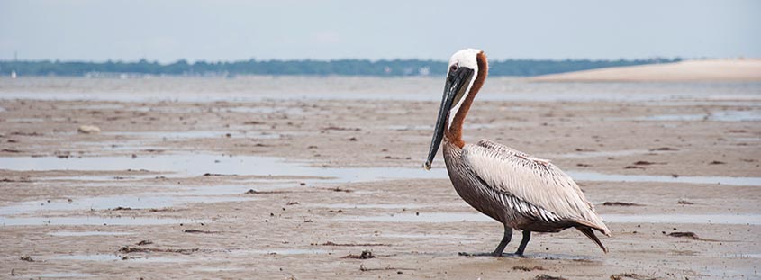 A pelican rests on Crab Bank Island just off Shem Creek. © 2013 Audra L. Gibson. All Rights Reserved.