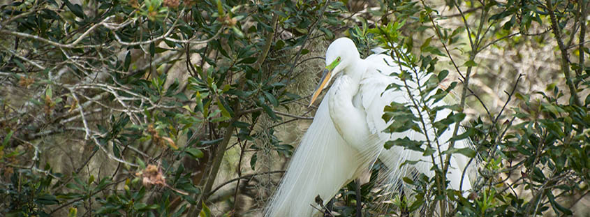 Egrets build a nest in Magnolia Plantation's Audubon Swamp. © 2017 Audra L. Gibson. All Rights Reserved.