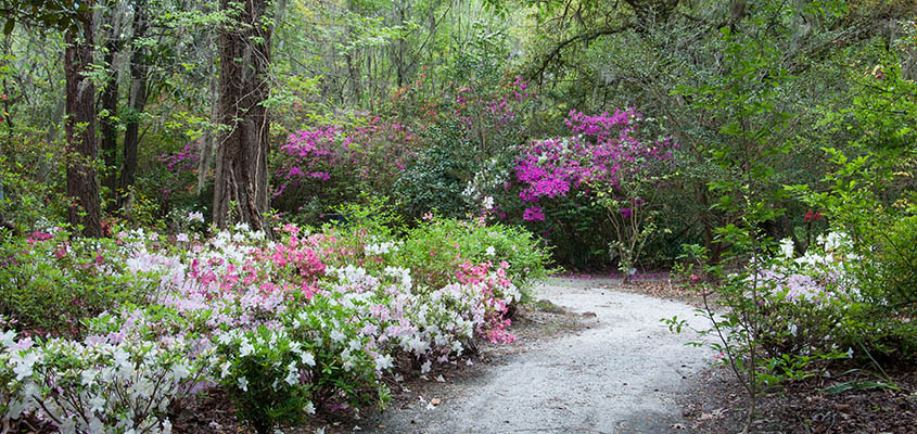 Magnolia Plantation and Gardens Path at Springtime. © Audra L. Gibson. All Rights Reserved.