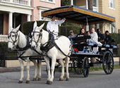 Mules pull a Charleston carriage tour along the streets of the historic district. 