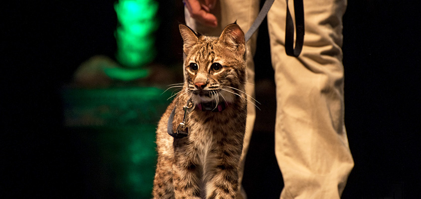A bobcat joins the Busch Wildlife team on stage at the Charleston Music Hall. © 2015 Audra Gibson