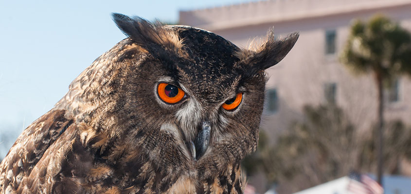 Spectators will enjoy flight demonstrations by the Birds of Prey Center in Marion Square. © 2015 Audra L. Gibson. All Rights Reserved.