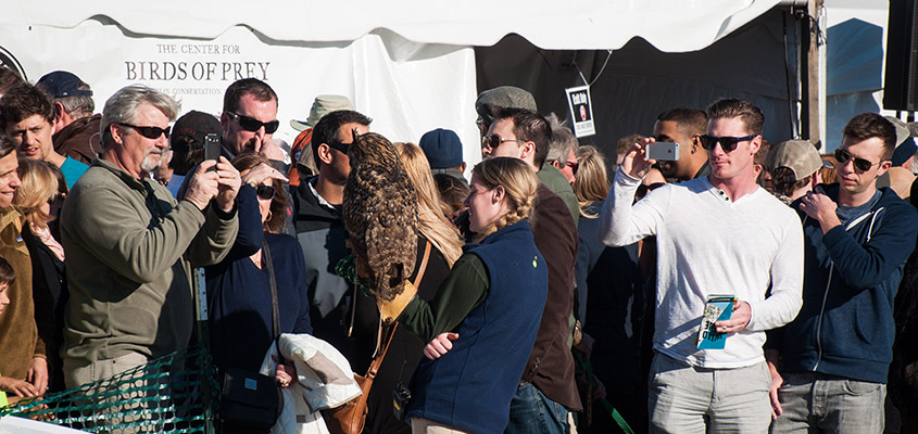 A crowd of onlookers learn about one of the owls cared for by the Birds of Prey Center. © 2015 Audra L. Gibson.