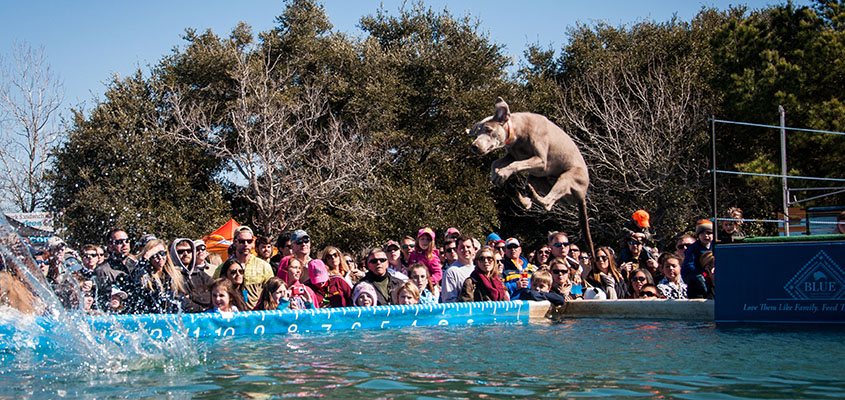 Dock Dogs Jumping Competition, Brittlebank Park - 10 points for form for this jump in pike position. © 2015 Audra L. Gibson. All Rights Reserved.