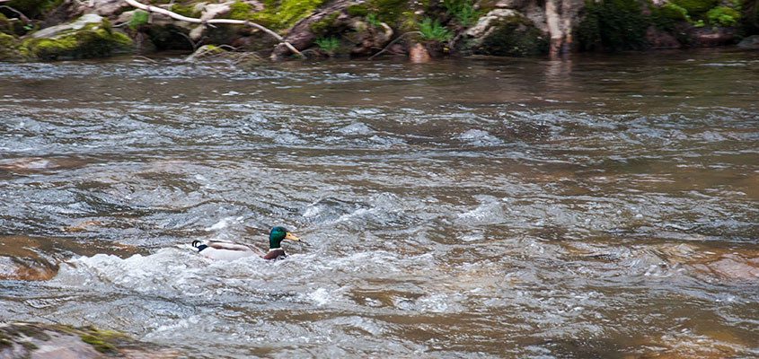 Duck in the water Virginia Creeper Trail. © 2016 Audra L. Gibson