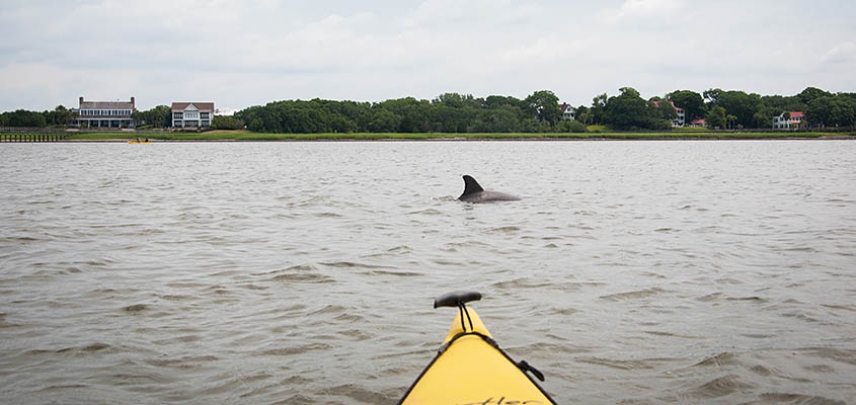 Search for dolphins during your group's kayak trip.