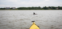Search for dolphins during your group's kayak trip.