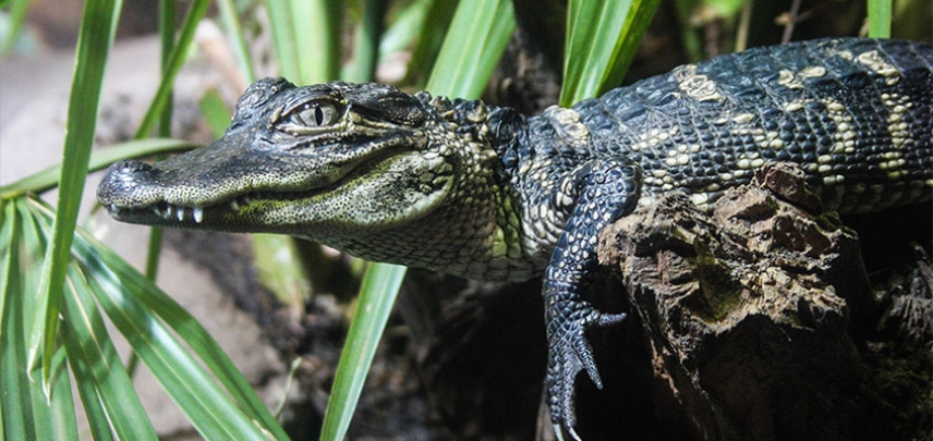 The American Alligator wants to say hello.